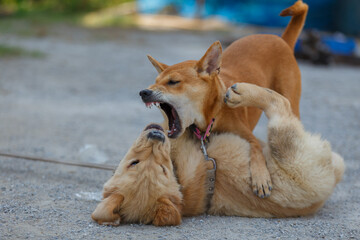 Two dogs are playing and fighting on ground floor.