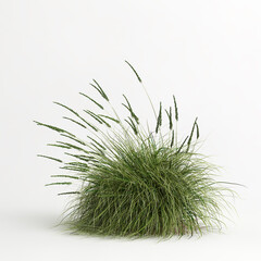 3d illustration of Muhlenbergia rigens grass isolated on white bachground