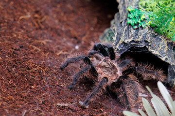 The curly-haired tarantula is looking for prey on a log. These spiders love to eat small insects.