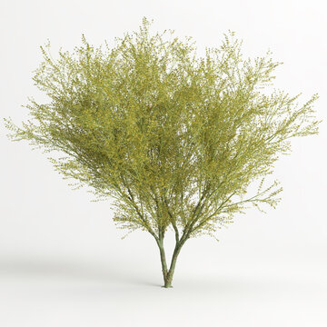 3d illustration of Parkinsonia florida tree isolated on white bachground