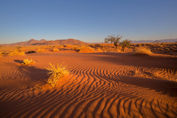 Fototapeta na wymiar Dry grass on red sand dune