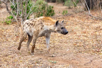 Zelfklevend Fotobehang Adult Spotted hyena on alert © hannesthirion