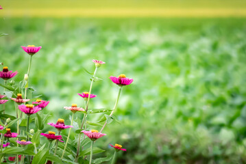 Obraz na płótnie Canvas 夏の野原を散歩　美しく咲くジニア　ヒャクニチソウ