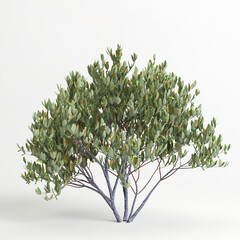 3d illustration of simmondsia chinensis tree isolated on white bachground