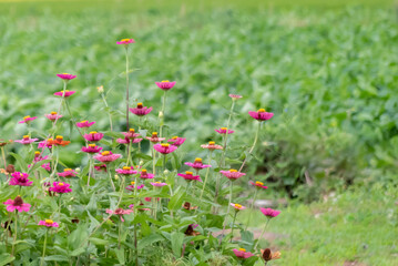 夏の野原を散歩　美しく咲くジニア　ヒャクニチソウ