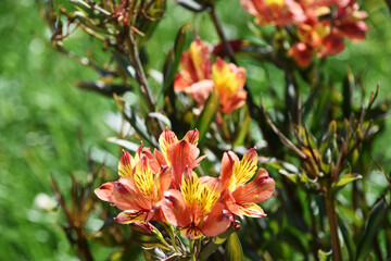 アルストロメリア