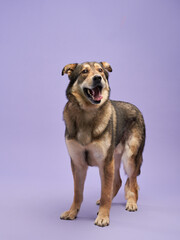 portrait of a beautiful dog lilac background. Mix of breeds. Happy Pet in the studio