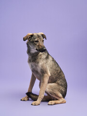 portrait of a beautiful dog lilac background. Mix of breeds. Happy Pet in the studio