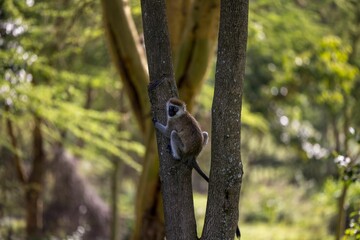 View of a Vervet monkey climbing the tree on a sunny day in the woods