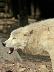 Obraz na płótnie Canvas Amnéville Zoo, August 2022 - Magnificent Arctic wolf
