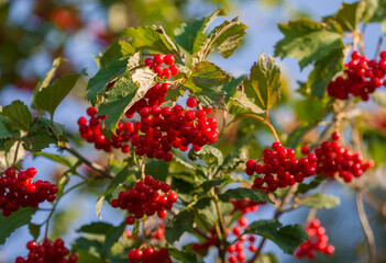 Obraz premium Bunches of red viburnum