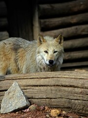 Amnéville Zoo, August 2022 - Magnificent Arctic wolf