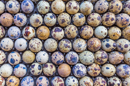 Plateau d&rsquo;&oelig;ufs de caille 