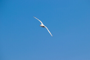 A seagull (Black-headed gull with winter plumage) flying in the blue sky.