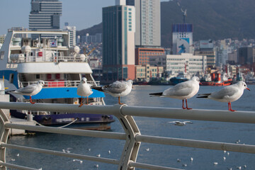 Five seagulls (Black-headed gull with winter plumage) sitting on a guardrail with seascape...