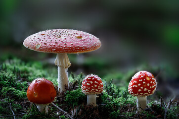 Group of red toadstools, poisonous mushroom in the forest, Amanita muscaria
