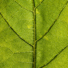 Fototapeta na wymiar Bright autumn color in a leaf, close-up, detail, green, leaf veins