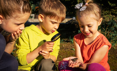 Children have caught a frog in the garden and are studying it through a magnifying glass.