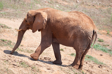 African elephant in natural habitat. High quality photo