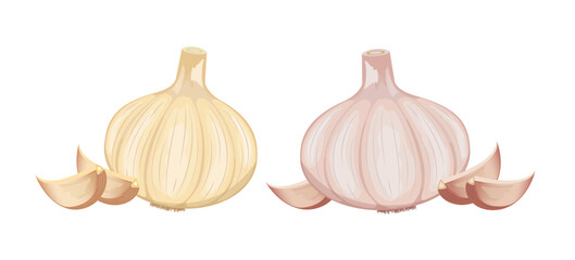 Fresh white and pink garlic whole and segment, flat style vector illustration isolated on white background