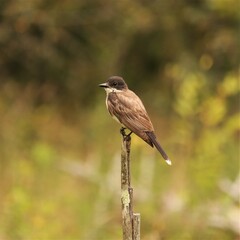 Eastern Kingbird Peacefully Perched