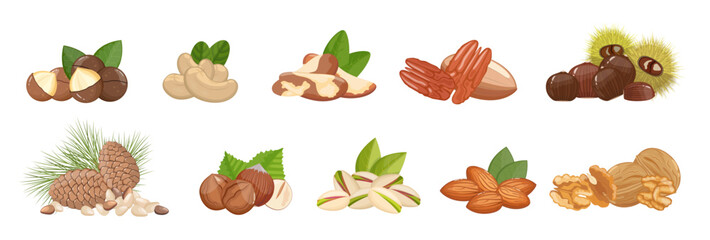 Nuts assortment: walnuts, almonds, hazelnut, chestnut and other, healthy snack. Banner, vector illustration isolated on white background