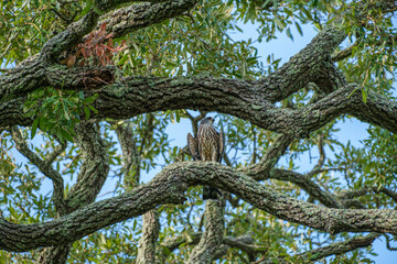 Juvenile Mississippi Kite Perched on a Large Branch of a Live Oak Tree Waits for Food Delivery from a Parent in New Orleans, Louisiana, USA