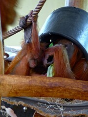 Amnéville Zoo, August 2022 - Beautiful Orangutan with baby
