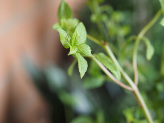 peppermint plant scient. name Mentha piperita selective focus