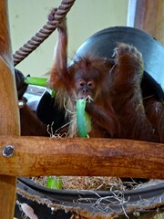 Amnéville Zoo, August 2022 - Beautiful Orangutan with baby
