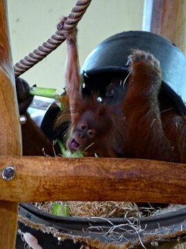 Amnéville Zoo, August 2022 - Beautiful Orangutan with baby
