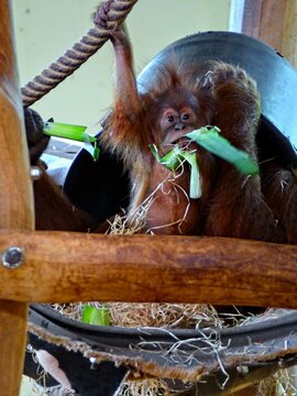 Amnéville Zoo, August 2022 - Beautiful Orangutan with baby

