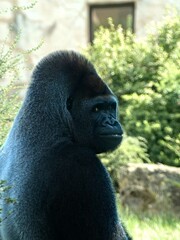 Amnéville Zoo, August 2022 - Magnificent Western Gorilla