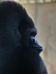 Amnéville Zoo, August 2022 - Magnificent Western Gorilla