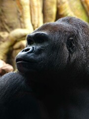 Amnéville Zoo, August 2022 - Magnificent Western Gorilla