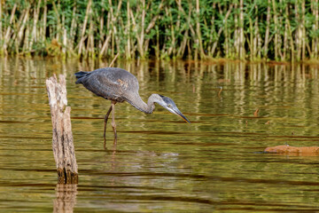Blue Heron Fishing
