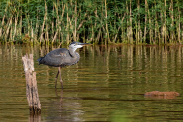 Blue Heron Fishing
