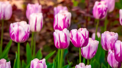 Blooming Tulips. Spring floral background. Field of bright beautiful tulips close-up. Pink and purple tulips at a flower festival in Holland. long banner