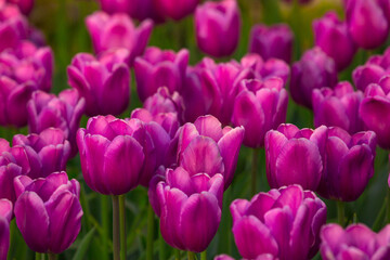 Blooming Tulips. Spring floral background. Field of bright beautiful tulips close-up. Pink and purple tulips at a flower festival in Holland. long banner