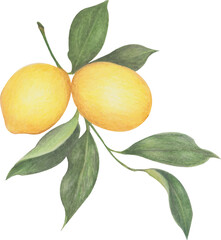 lemons with branch