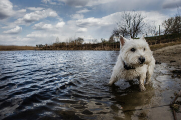 white dog in river
