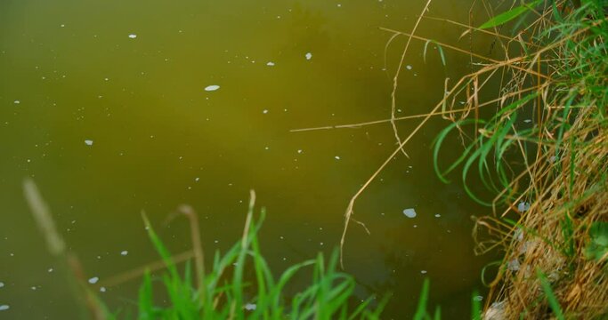 Pollution in flow channels. Small fish swim in the pond. Germany. Soapy dirty river. Contaminated waste water. Static shot.