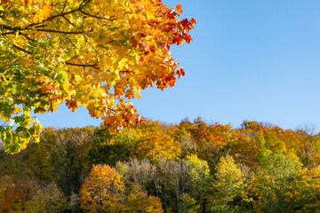 Maple branch with colorful leaves in autumn in front of blue sky and forest.