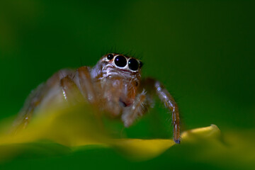 Araña 