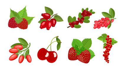 Red Berries set: strawberries, raspberries, cranberries, cherries and others. Vector illustration isolated on white background