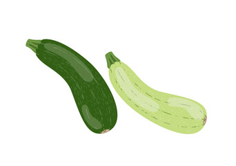 Green Zucchini and vegetable marrow, vector illustration isolated on white background