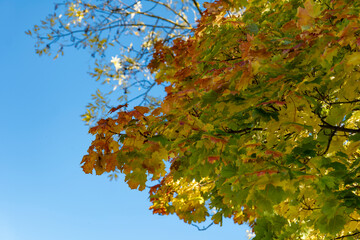 maple branch with colorful autumn leaves in front of blue sky. Copy Space