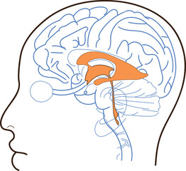 human head with brain