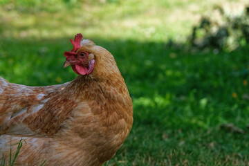 close up of a chicken