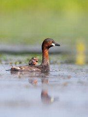 Little grebe bird 